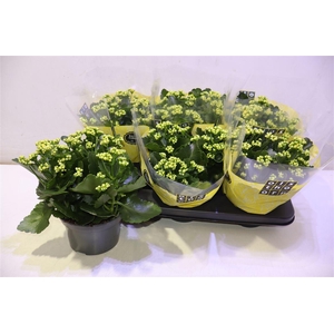 arr8 Kal B Ge C Piaff