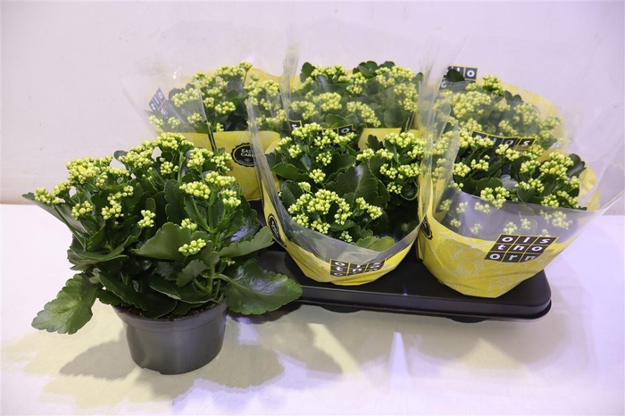 <h4>arr8 Kal B Ge C Piaff</h4>