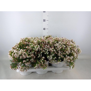 Chamelaucium unci.   ...