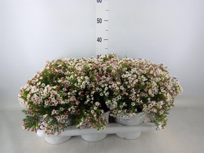 <h4>Chamelaucium unci.   ...</h4>