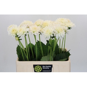 Dahlia Snow Cap