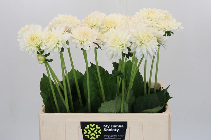 <h4>Dahlia Snow Cap</h4>