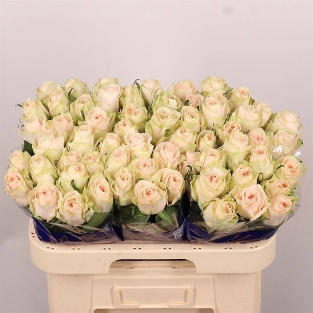 <h4>R GR WEDDING ROSE</h4>