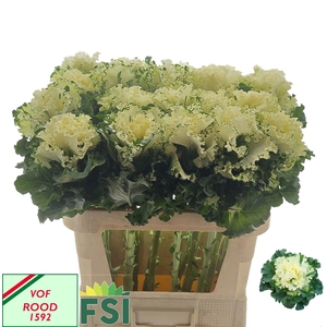 BRASS CRANE RU WHITE