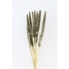 Dried Babala 10pc Platina Bunch