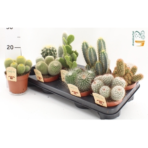 CACTUS GEM