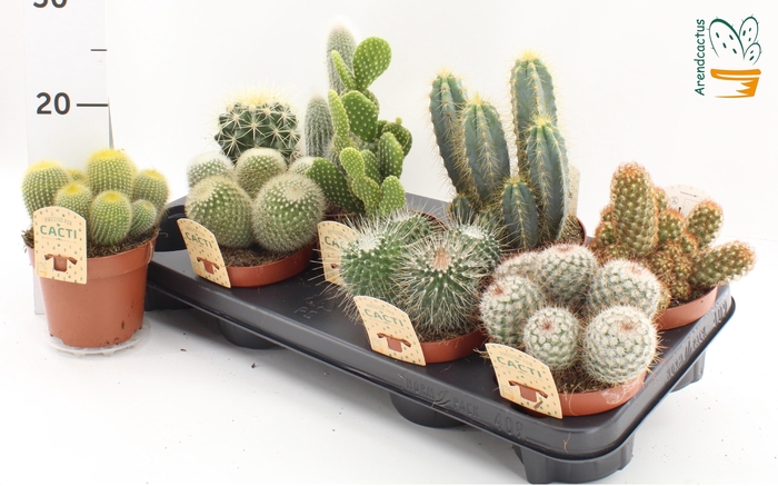 <h4>CACTUS GEM</h4>