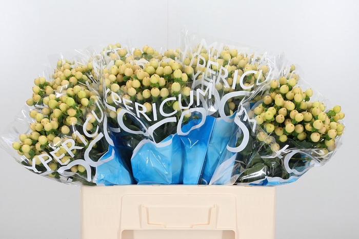 <h4>Hyp Coco Gelato</h4>