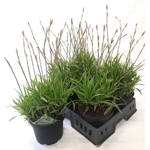 CARE MO VARIEGATA
