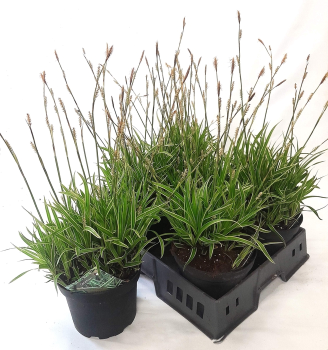 <h4>CARE MO VARIEGATA</h4>