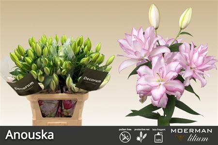 <h4>Lilium (Oriental Grp) double Roselily Anouska</h4>