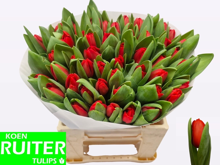 <h4>TU EN ESCAPE</h4>