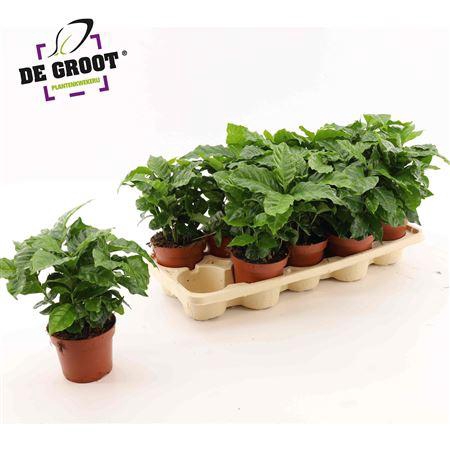 <h4>Coffea Arabica</h4>
