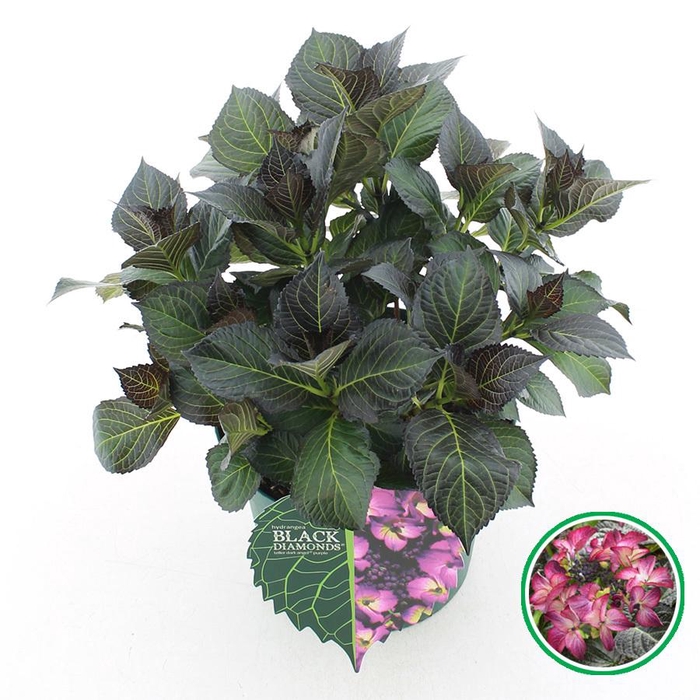 <h4>Hydrangea teller Black Diamonds® 'Dark Angel' Paars C5 (23cm.) Kn.</h4>