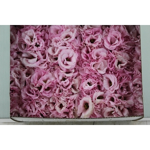 LISIANTHUS FLOR ROSA