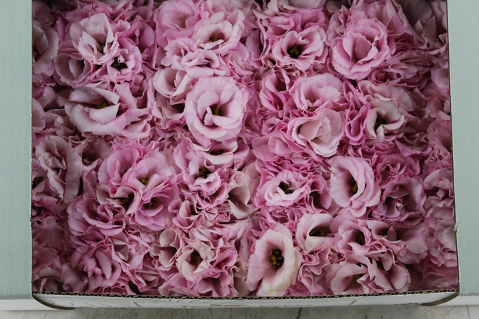 <h4>LISIANTHUS FLOR ROSA</h4>
