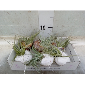Tillandsia