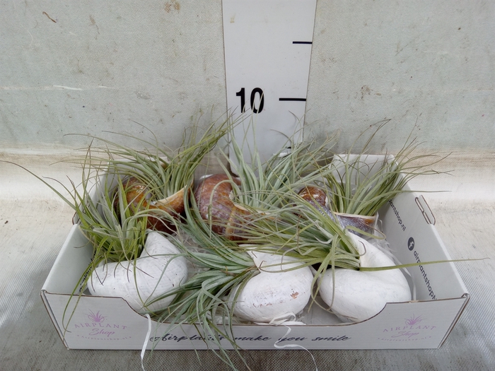 <h4>Tillandsia</h4>