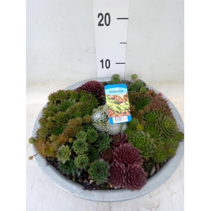 Sempervivum   ...