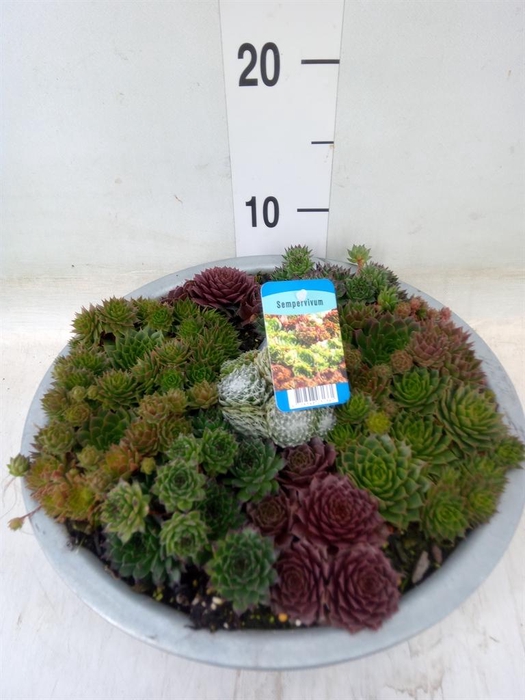 <h4>Sempervivum   ...</h4>