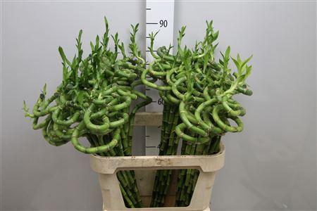 <h4>Drac Lucky Bamboo 080cm</h4>