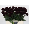 Dahlia Dark Prince