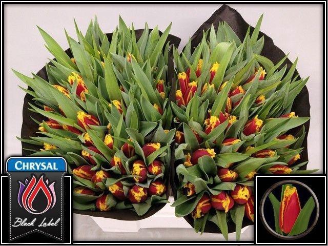 <h4>TU FR FABIENNE</h4>