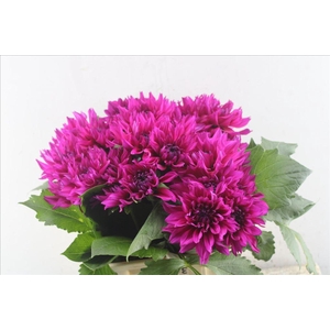 Dahlia fuchsia