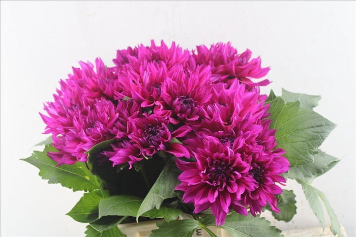 <h4>Dahlia fuchsia</h4>