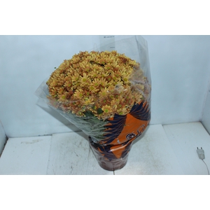 CRISANTEMO BOLA BELGA P20 LARANJA