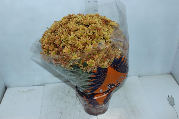 <h4>CRISANTEMO BOLA BELGA P20 LARANJA</h4>