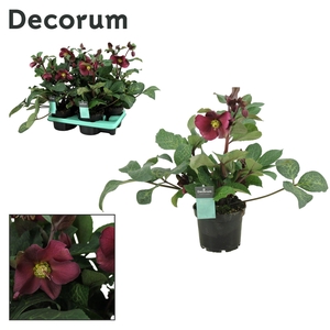 Helleborus Anna's Red Decorum