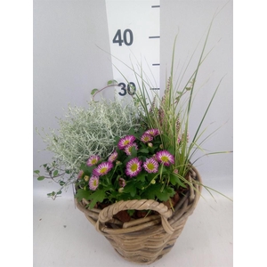 Arr.   Tuinplanten H%