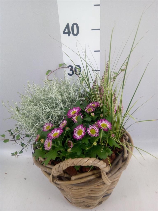 <h4>Arr.   Tuinplanten H%</h4>