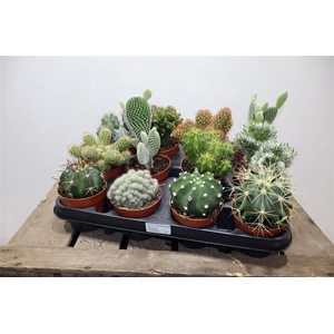 Cactus Gem