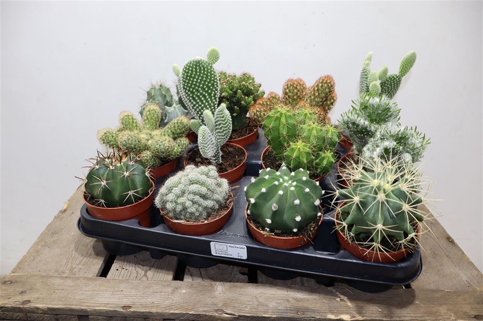 <h4>Cactus Gem</h4>