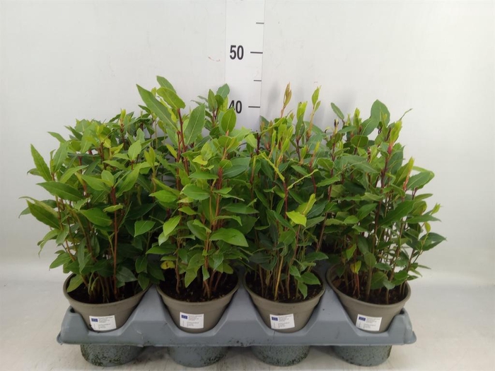 <h4>Laurus nobilis</h4>