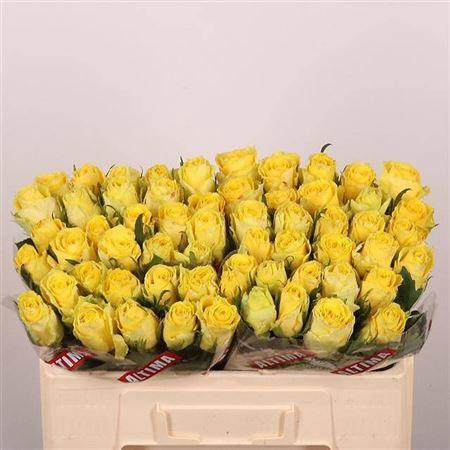 <h4>R Gr Good Times</h4>