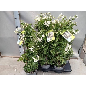SOLANUM JASMINOIDES