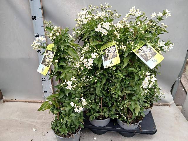 <h4>SOLANUM JASMINOIDES</h4>
