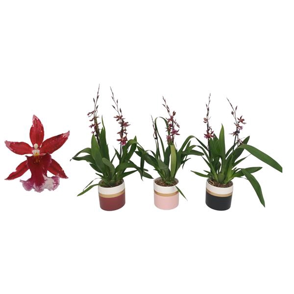 <h4>Cambria, Barrocco Red 2-tak 'Dolomite Horizon'</h4>