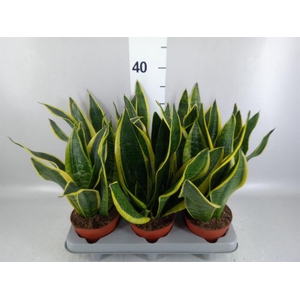 Sansevieria trifa. 'Futura Superba'