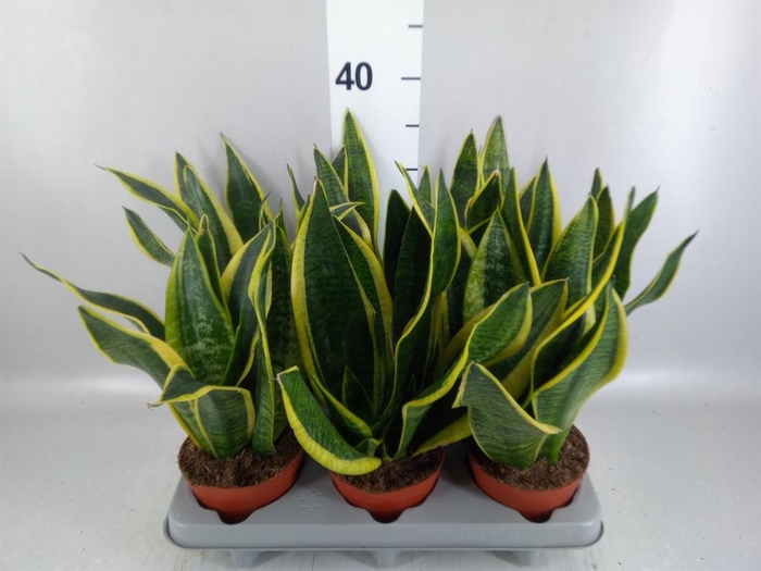 <h4>Sansevieria trifa. 'Futura Superba'</h4>