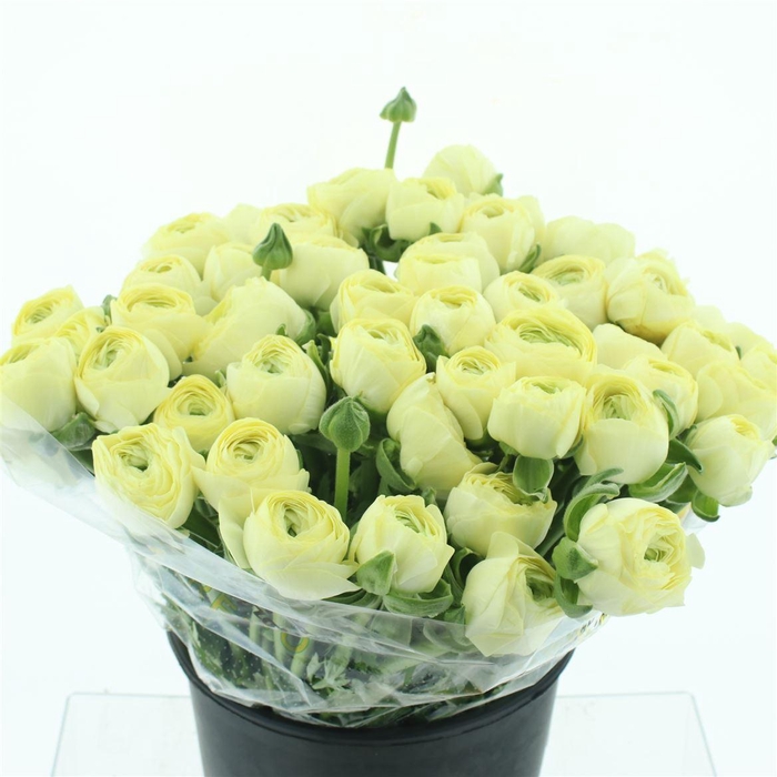 <h4>Ran Su Sr Commedia Creme Super</h4>