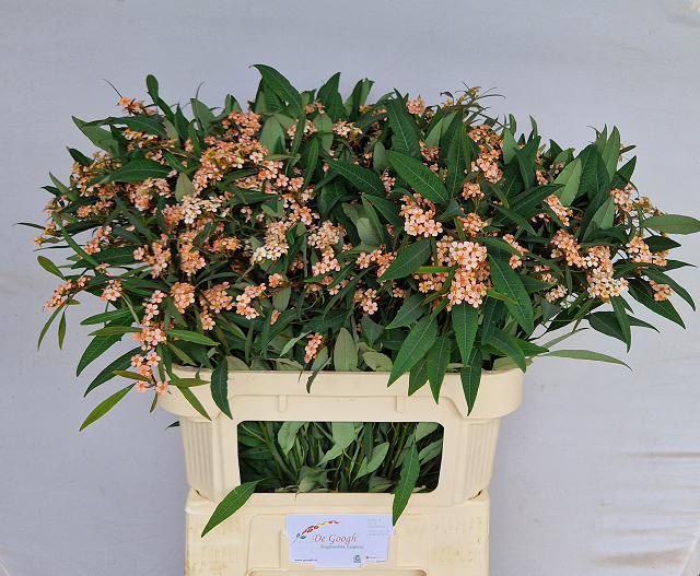 <h4>EUPH F T FIRE KING</h4>