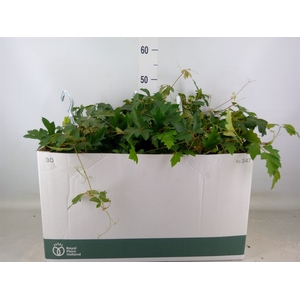 Cissus rhombifolia 'Ellen Danica'