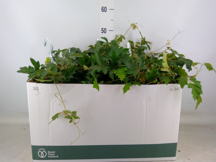<h4>Cissus rhombifolia 'Ellen Danica'</h4>