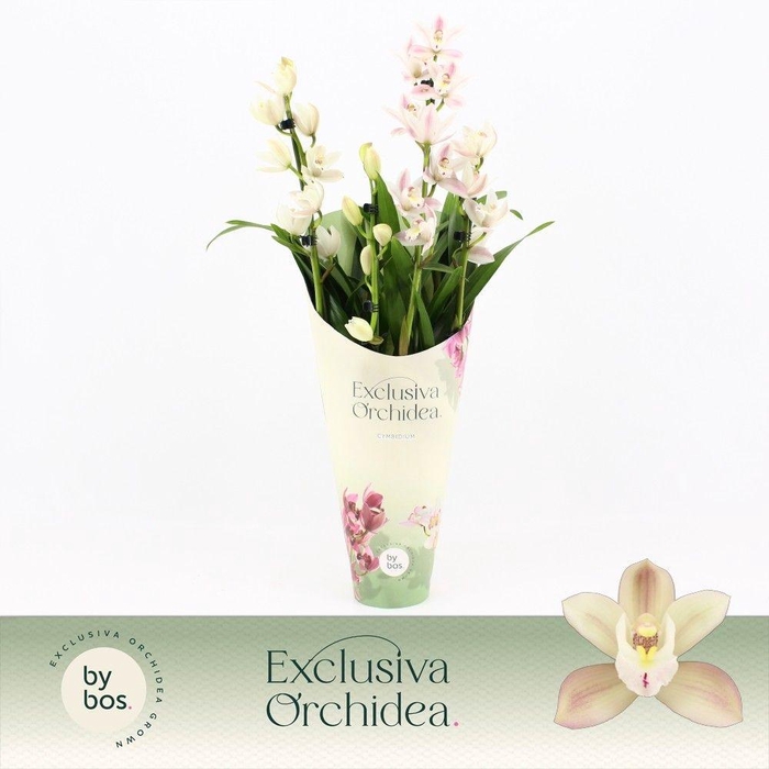<h4>Cymbidium, Yuki 4-spike 'Exclusiva Orchidea' Potcover</h4>