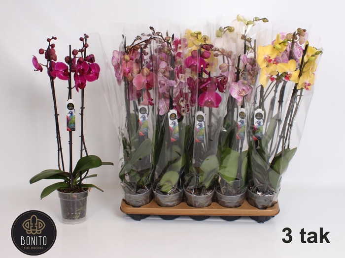 <h4>PHAL GEM 7 KL</h4>