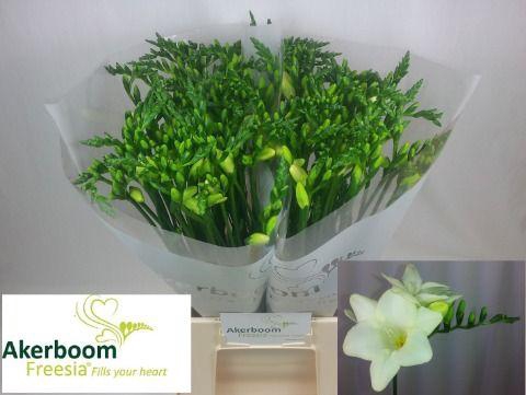 <h4>FR EN AMBIANCE</h4>